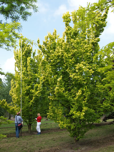 Ulmus carpinifolia